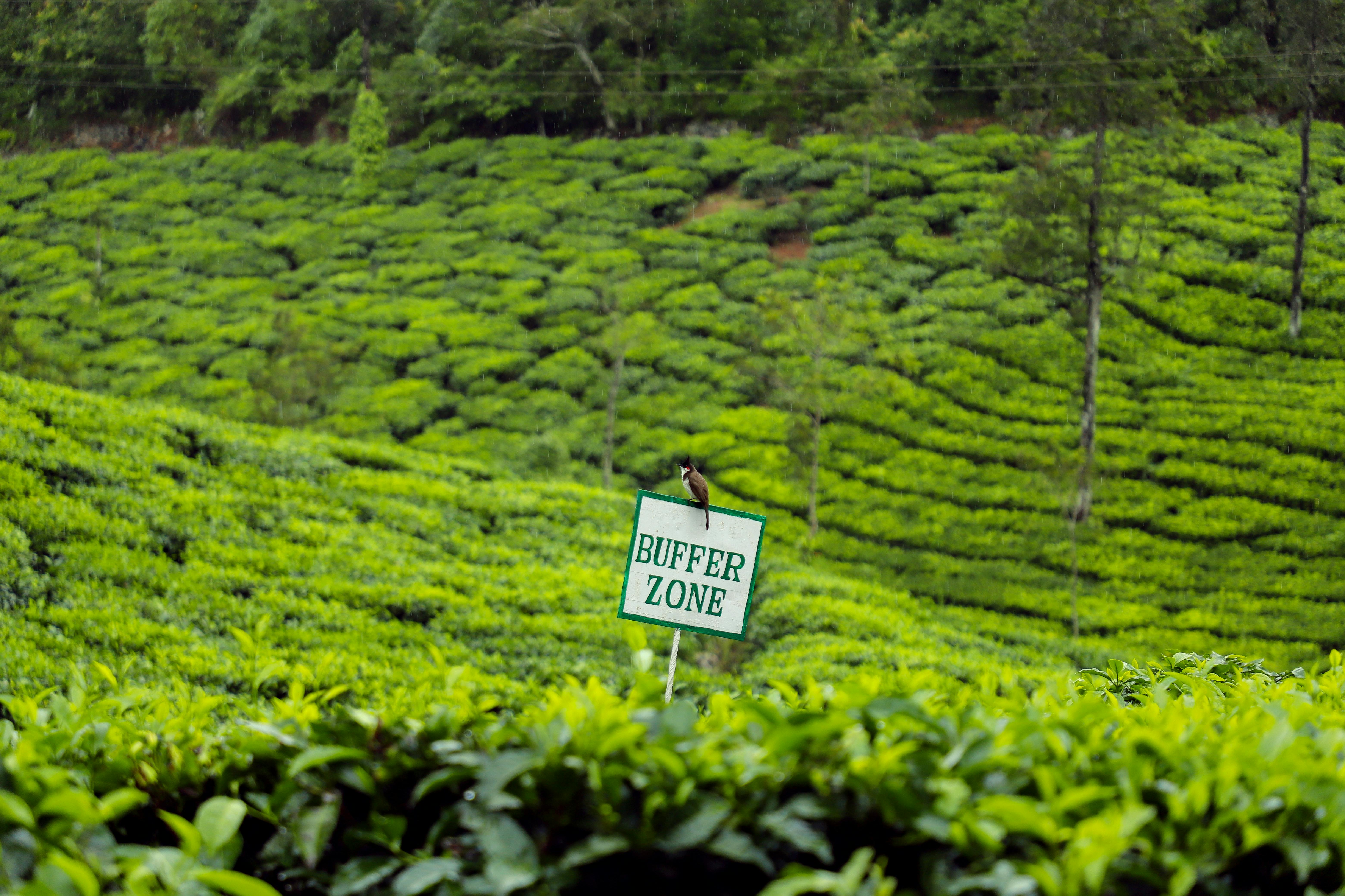 Munnar landscape